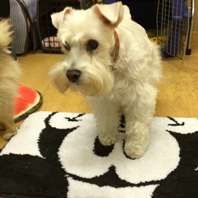 昔とった杵柄。の画像