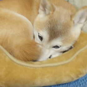 小梅さんが…の画像