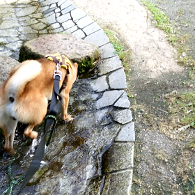 朝風呂すーさん。の画像