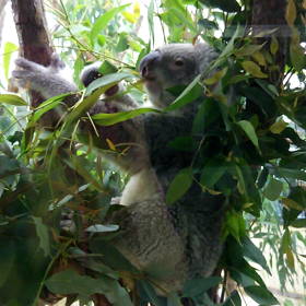 コアラ食事中の画像
