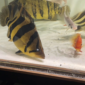 ブッチギリのハイポテンシャル魚！！の画像