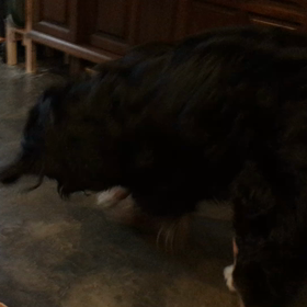 ここ掘れワンワンの画像