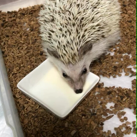 135日目針をのんで動物病院への画像