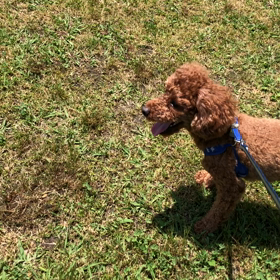 5週目でやすみの画像