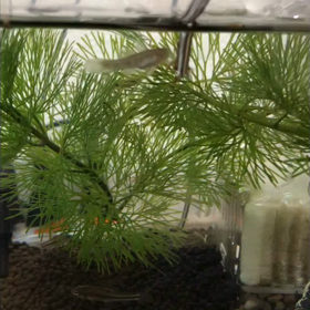 ハゼの餌やりの画像