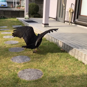 週末に向けて猛禽トレーニングの画像
