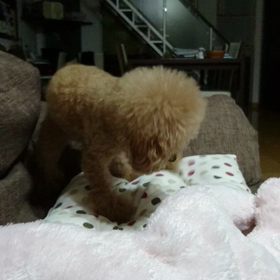 【一心不乱に寝床を掘りました。お休みなさい！】の画像