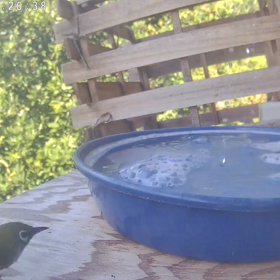 すぎぴたんの事件簿シーズン3　379話（慣れたメジロの水浴び）の画像