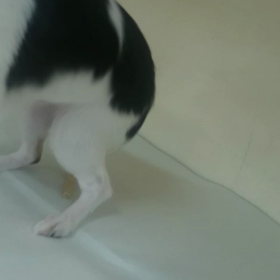 お散歩デビュー犬のチワワちゃん(^-^)/の画像