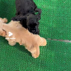 運動場デビューの画像