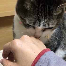 甘噛みつきちゃんの画像