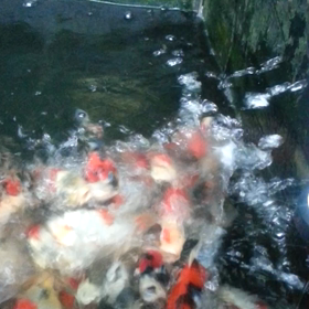 当歳動画  ２回目の画像