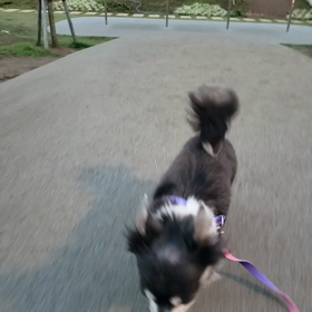 ロミちゃん散歩の「苦手」また一歩前進！の画像