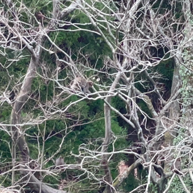 猿の群れ現る (4)の画像