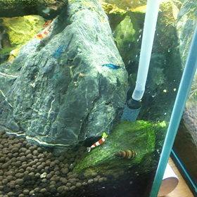 シュリンプ水槽…3の画像