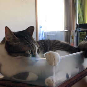 今日も…電話あり！デールはボーっとしています。の画像