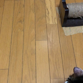 早起きしちゃった！　猫あるある動画の画像