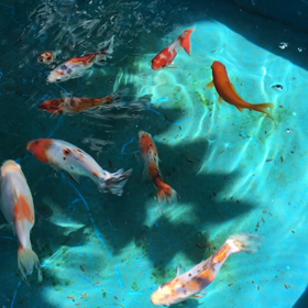 切らしたの画像