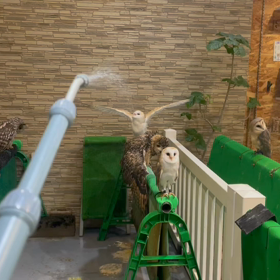 動物プロダクションの日常。の画像