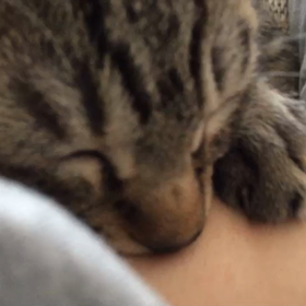 名前を改めトライアル中の画像