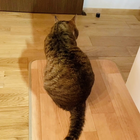 バイ貝と猫とファミコンの音の画像