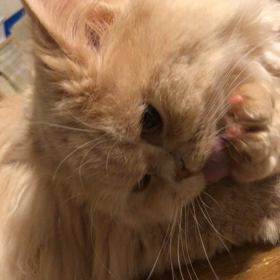 春の日にの画像