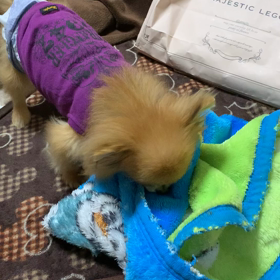 こんなにも違う2匹〜の画像