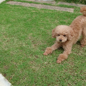 【散歩のあとは自家製ドッグラン】の画像