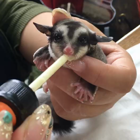 フクロモモンガの画像