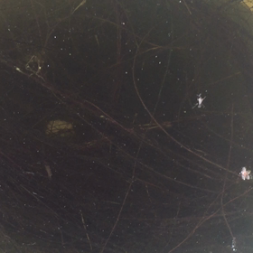 やはり難しいわの画像