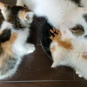 キャットフードを食べるの画像