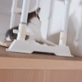 オーストラリアとバリ島！海外旅行でチップを忘れる。デールスイカ動画の画像