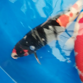 まっくろくろすけの画像