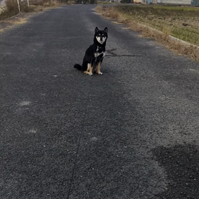 お散歩お散歩嬉しいな(動画)の画像