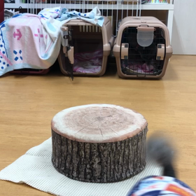 シエル編。の画像