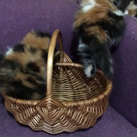 ちっちゃいやつらの画像