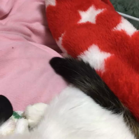 しっぽ フリフリヾ(oﾟωﾟo)ﾉﾞの画像