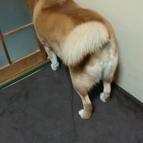 永ちゃん必死ꉂꉂ(ˊᗜˋ*)ʬʬの画像