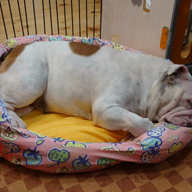 爆睡ですの画像