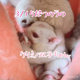 3/15だつのうクリミノ双子たん✩.*˚の画像