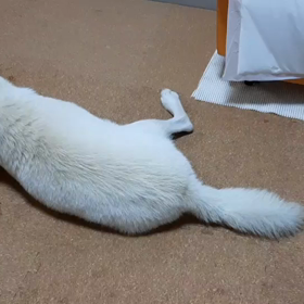 今日のシロくん 2の画像