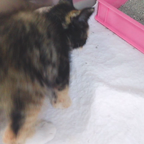 里親募集中の画像