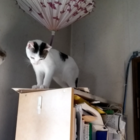 いたずらっ子の画像