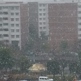 横浜は朝から雪が降ってます☆の画像
