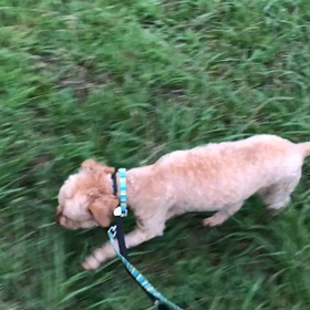 ♪お散歩動画♪代々木公園♪の画像