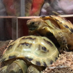 ホルスフィールドいつから大人⁉️の画像