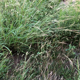 つくつくぼうしと、秋の虫たちの共演！の画像