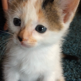 好きなことに集中すると止まらないの画像