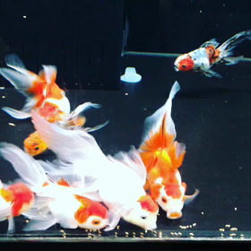 金魚の画像