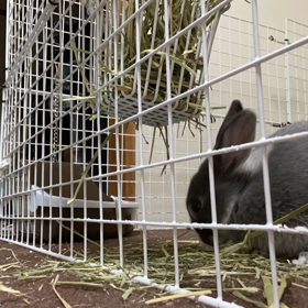 お留守番の画像